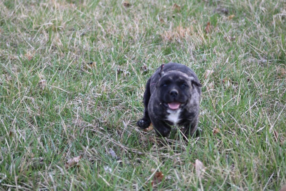 SMOKEY DE TOLEDO PRESA 1