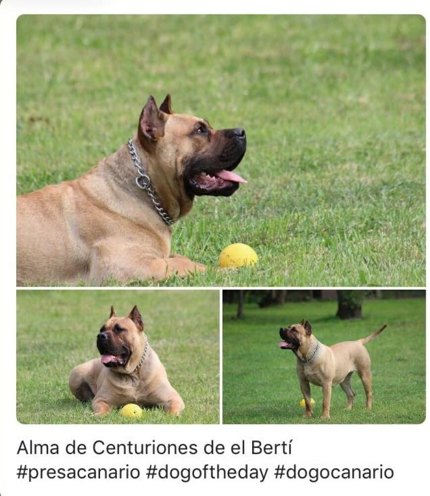 ALMA DE CENTURIONES DE BERTI 1