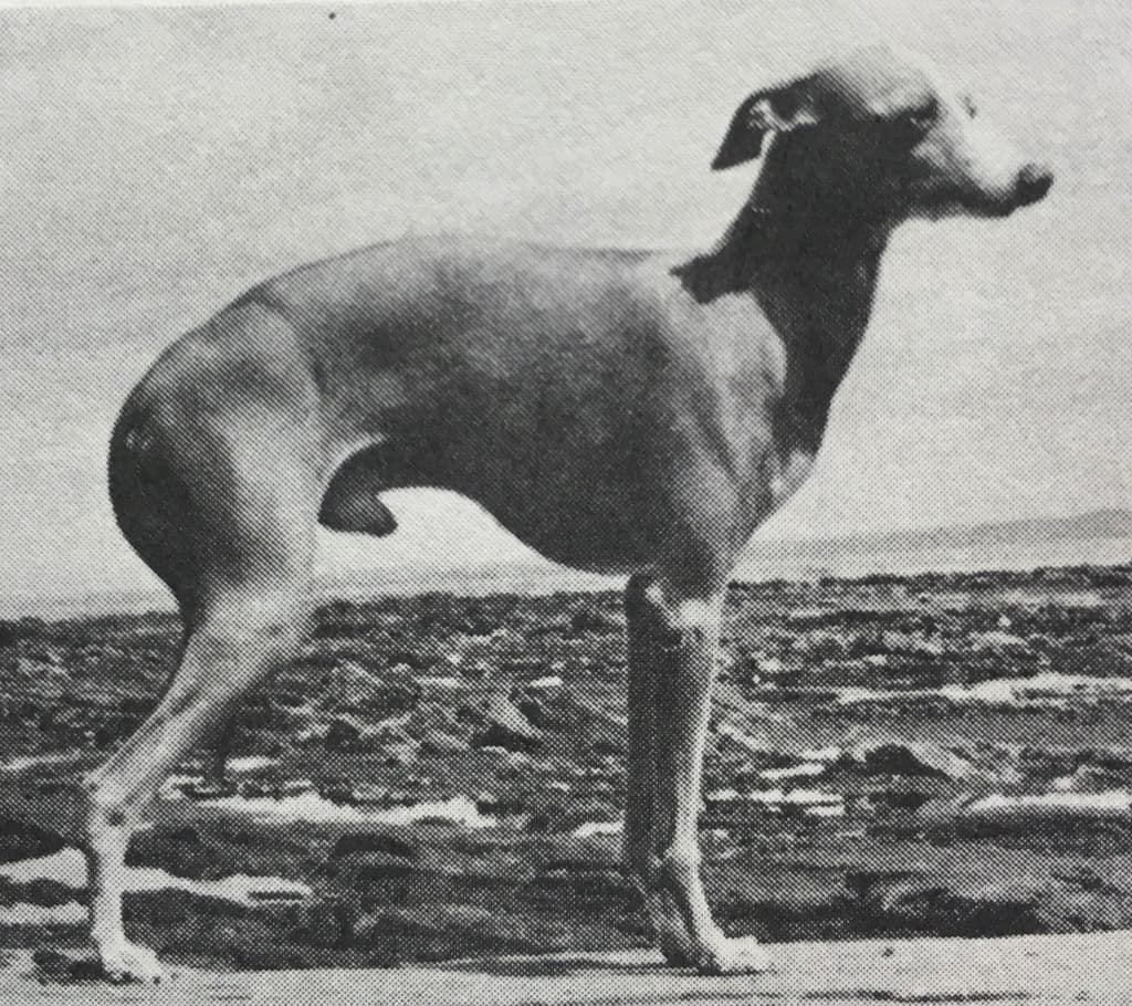 Allegro Bravissimo Di Regio 1
