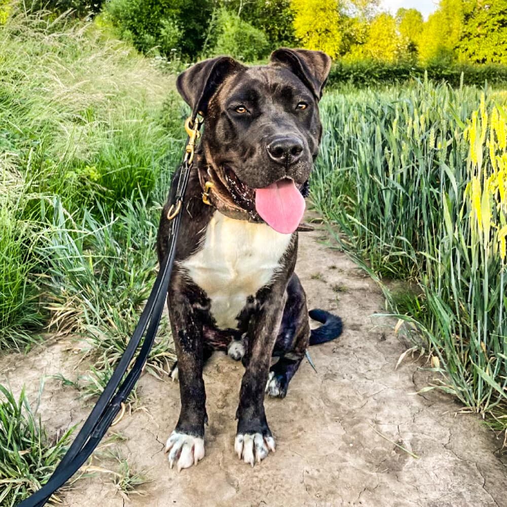 JUNIOR DE SEVERN KENNELS 1