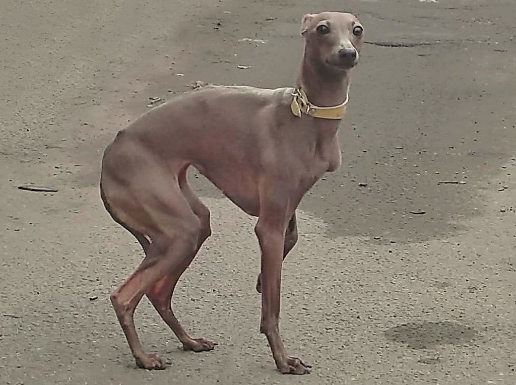 Idel Vento Yara Generosa 1