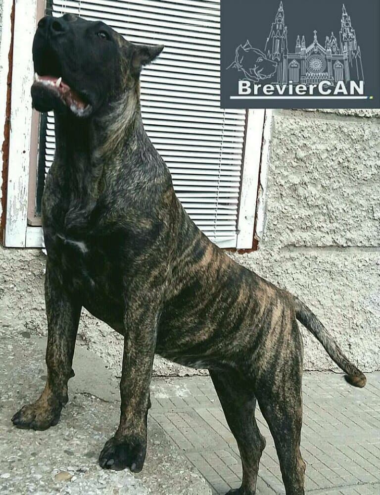 TIMBA DE BREVIERCAN 1