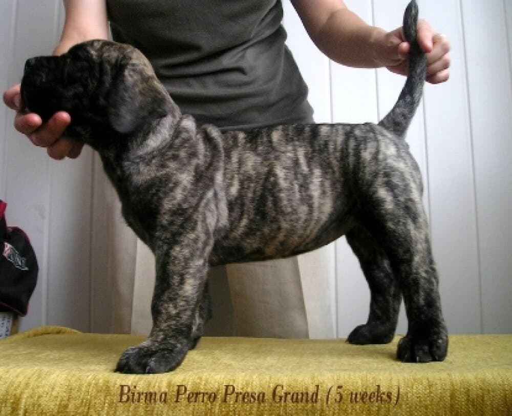 BIRMA PERRO PRESA GRAND 1
