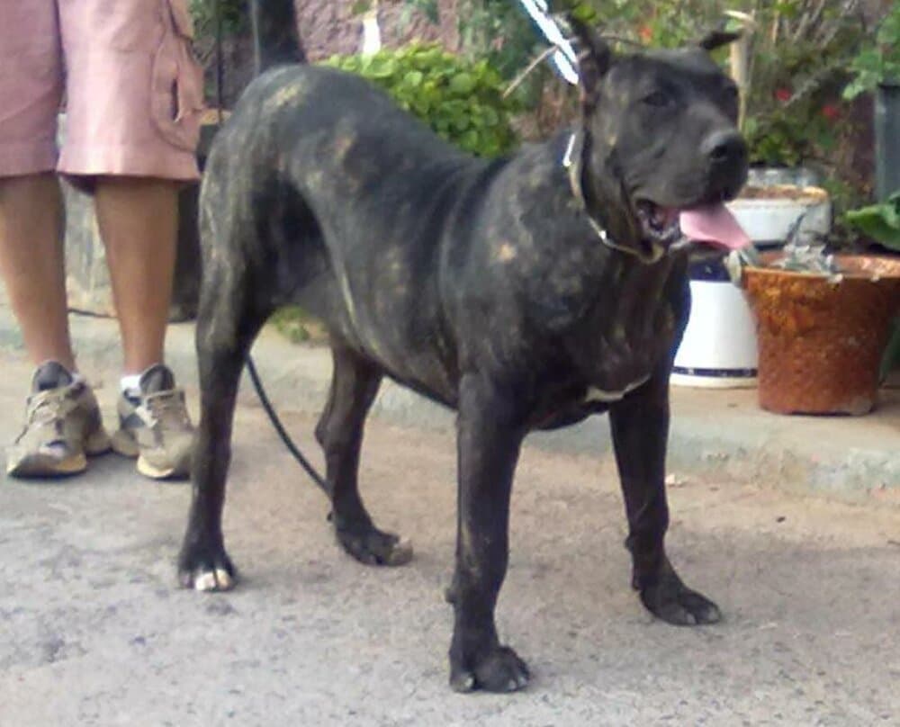 TAMADABA DE AJODAR 1
