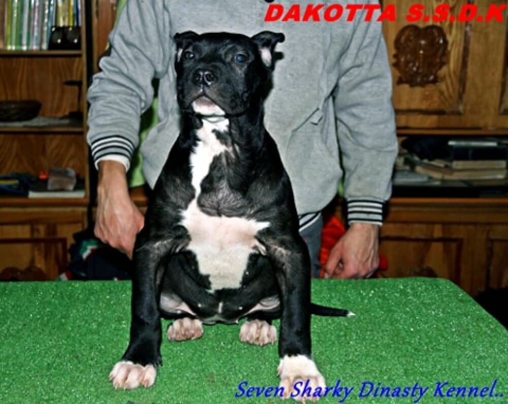 DAKOTA OF SEVEN SHARKY DINASTY 1