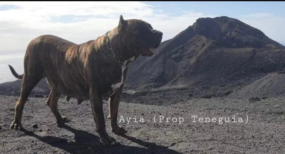 AYIA DE PRESAS DE LA OROTAVA 1