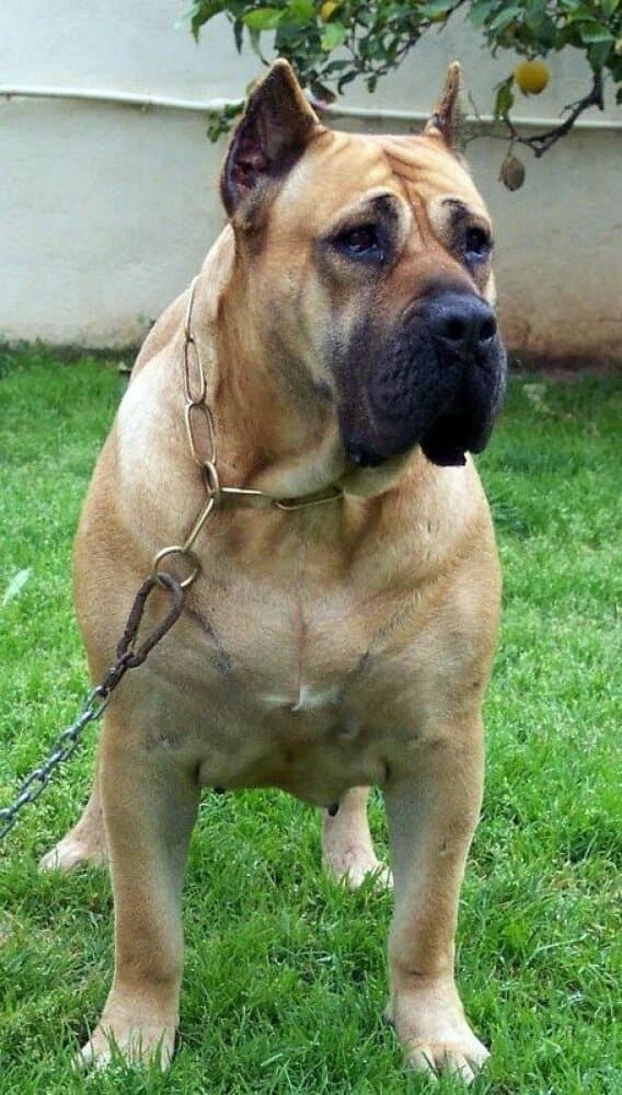 NONA DE BARNACAN BULL 1