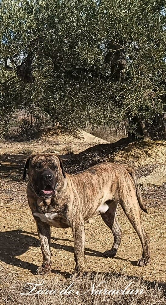 TORO DE NARACLAN 1