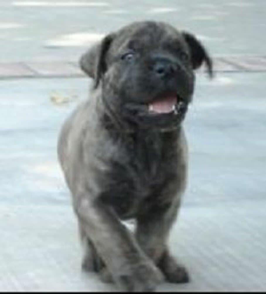 KIMBO SLICE DE CARLOS ROSSI 1