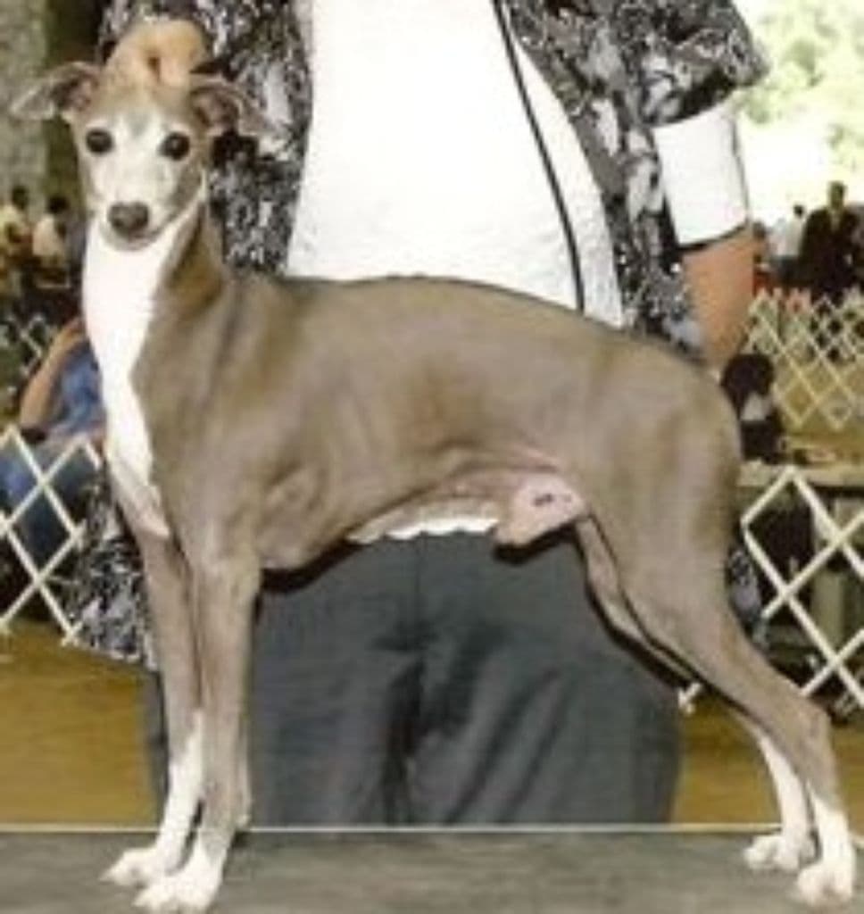 Riccio's Wild Blue D'Kalon 1