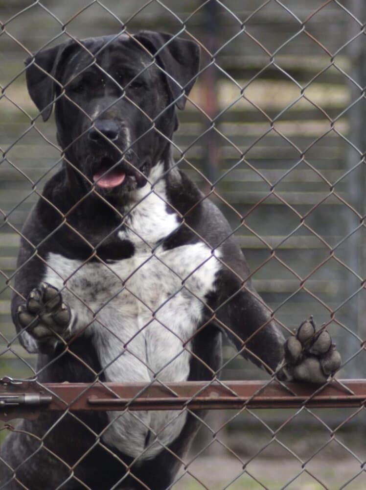 HARPIA DE BALUARTE DE LOS PERROS 1