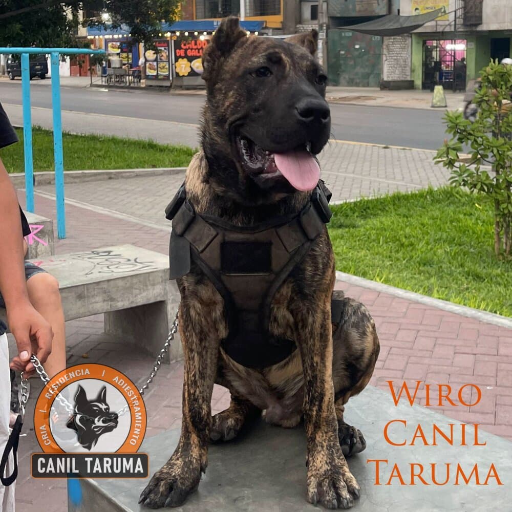 WIRO CANIL TARUMA 1