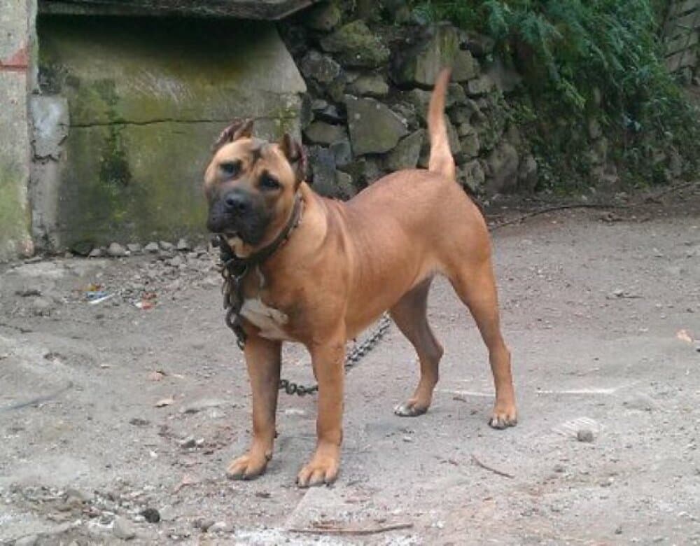 MORENA DE PERRO DE LA TIERRA 1