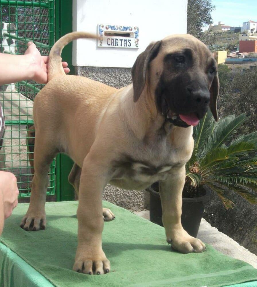 WILMA DE LA ISLA DE LOS VOLCANES 1