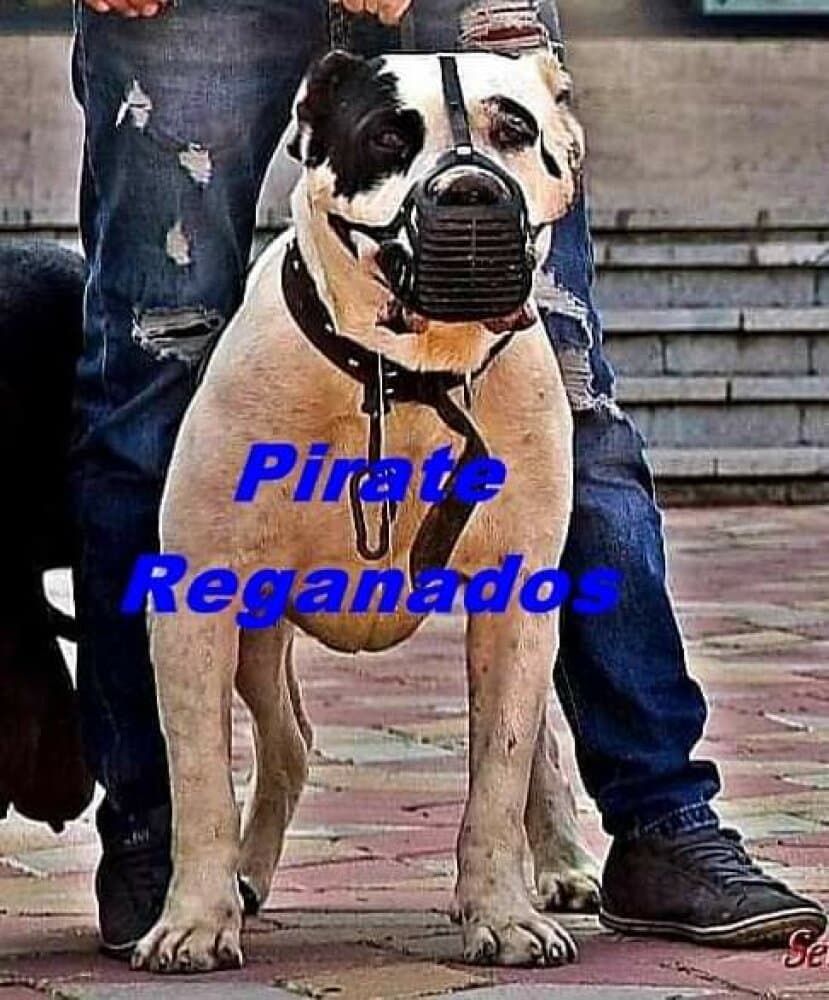 PIRATE REGANADOS 1