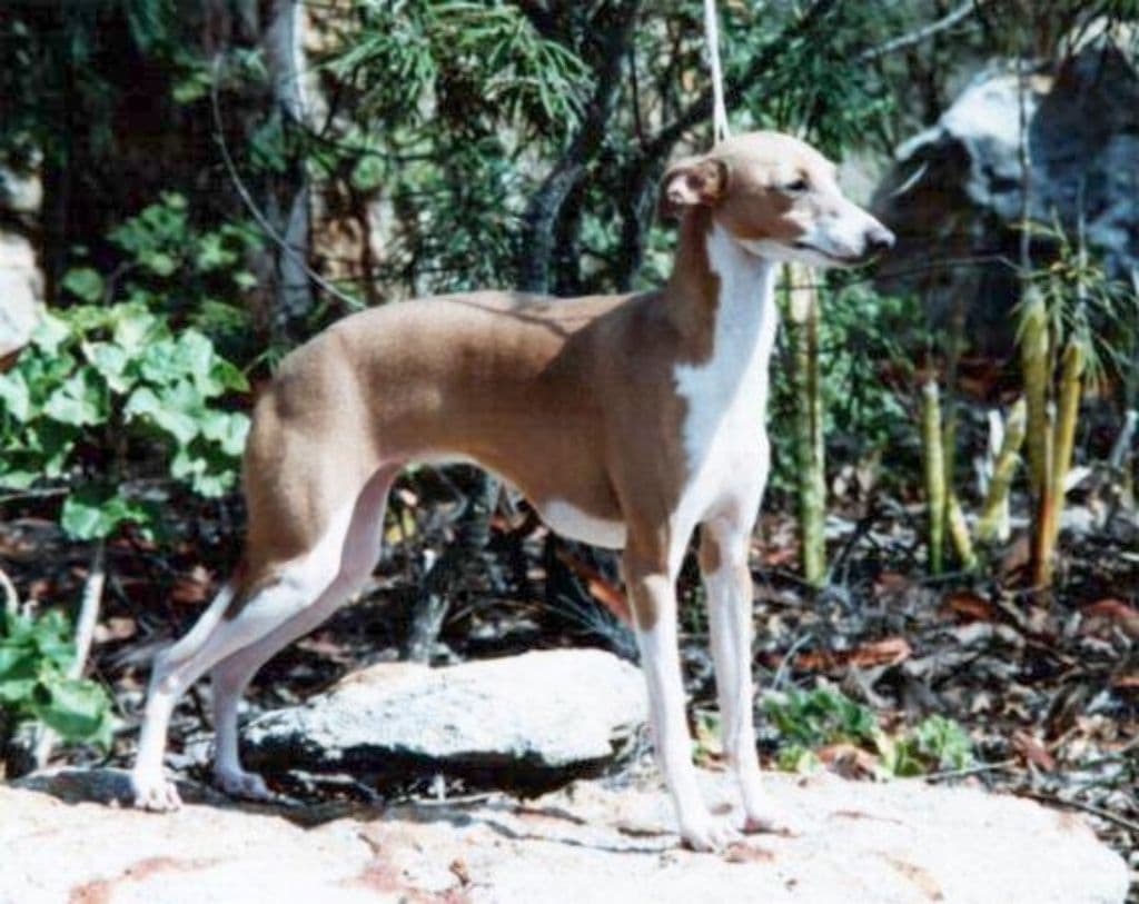 Rhodeholme Jelly Bean 1