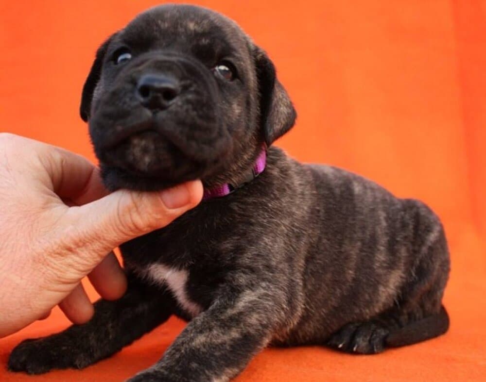 BOSS BULL CANARIO SATO 1