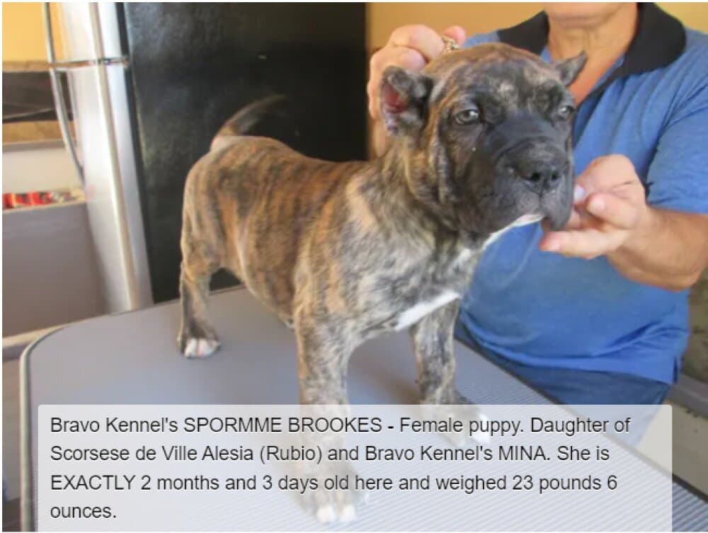 BRAVO KENNEL’S SPORMME BROOKES 1
