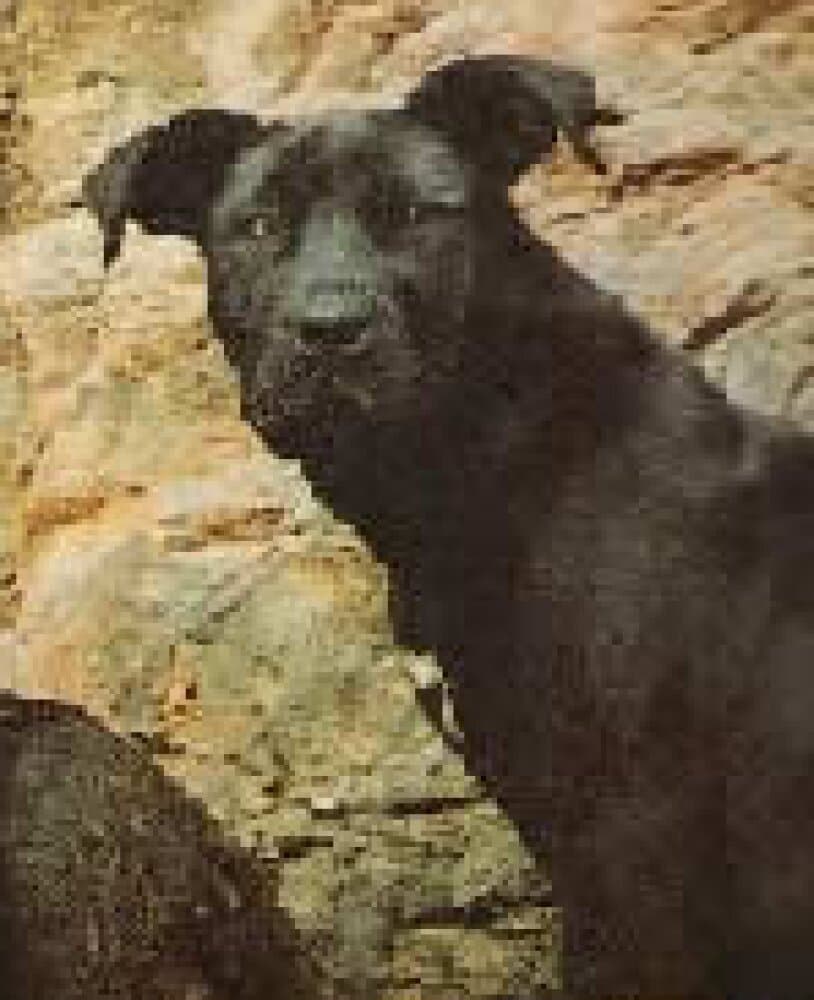 SHILA DEL JARDIN CANARIO 1