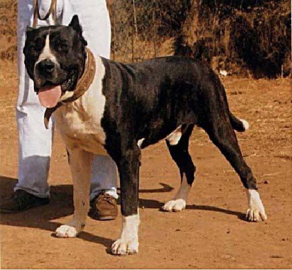 Chío de Irema Curtó 1