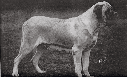 Young Mary Bull