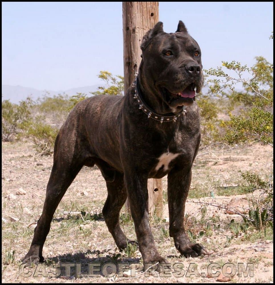 PHANTOM DE IREMA CURTO 1