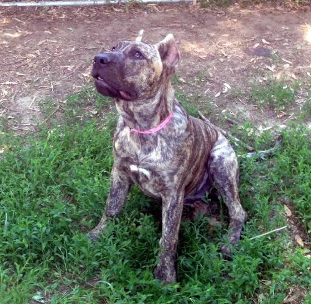 XENA OF POWERHOUSE PRESA 1