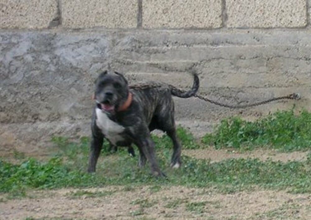 USA DE IREMA CURTO (KUSA DE PERRO DE LA TIERRA) 1