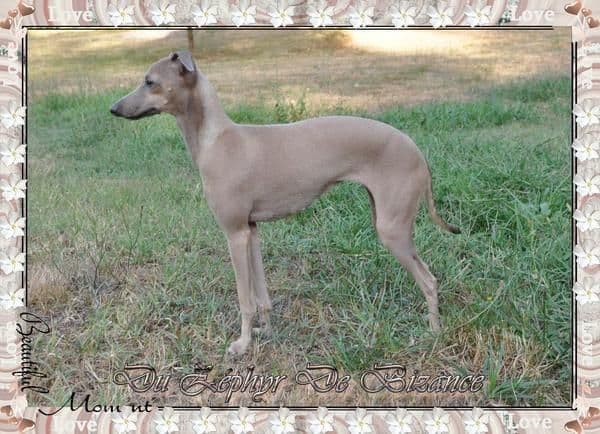 Glamour Chic Des Princes De Kazan 1