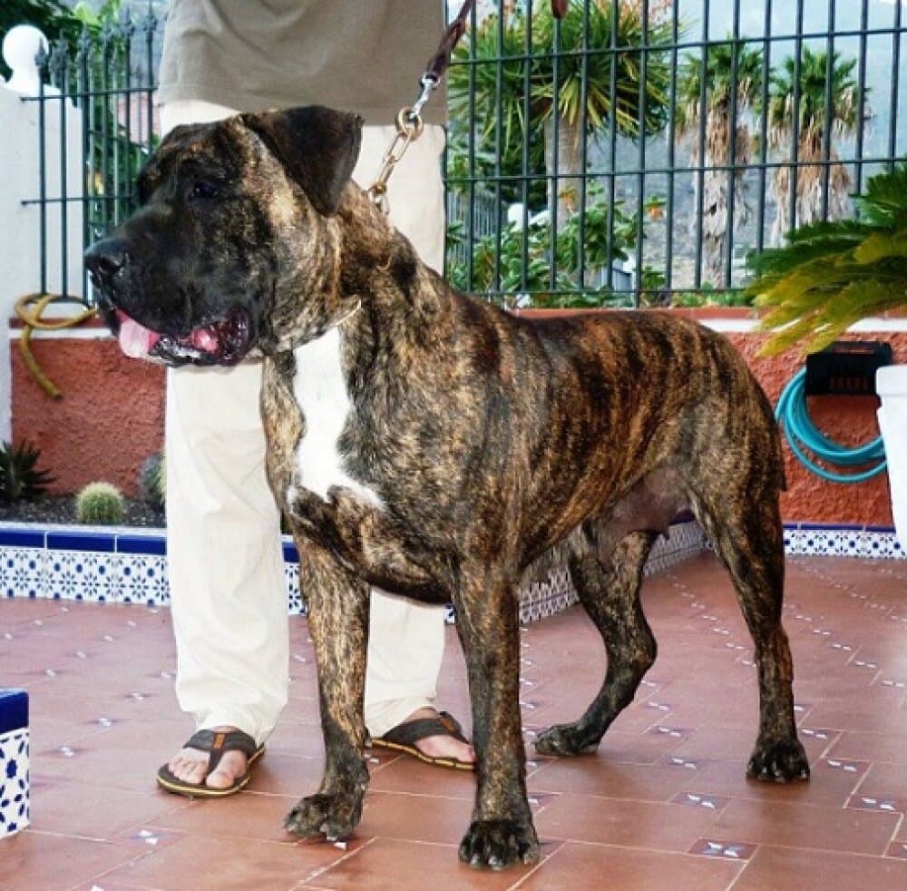CHANEL DE LOS CARDONES 1