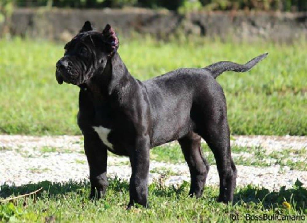 BOSS BULL CANARIO XERXES 1