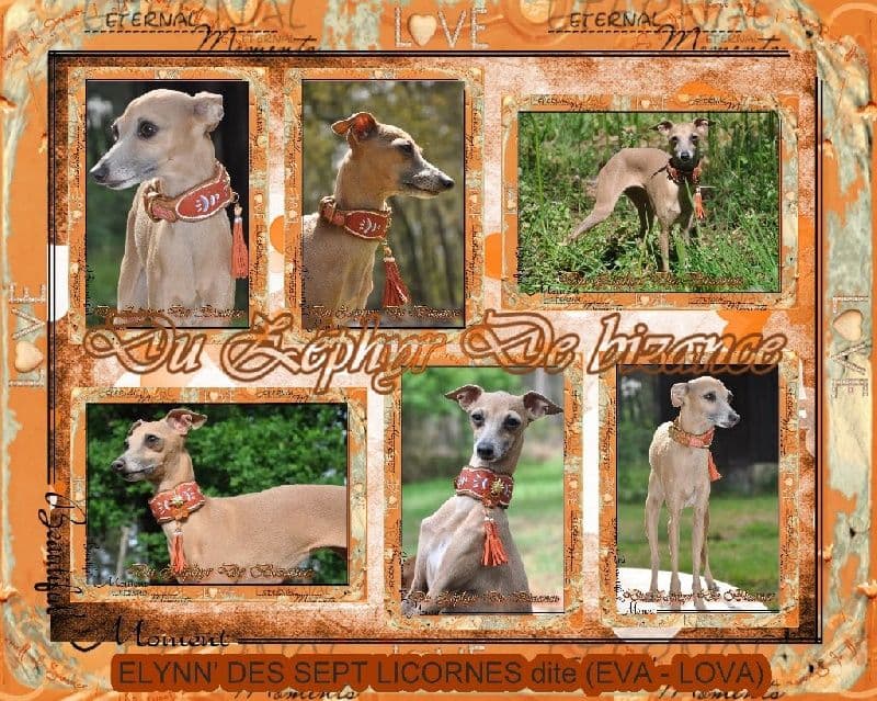 Elynn' Des Sept Licornes 1