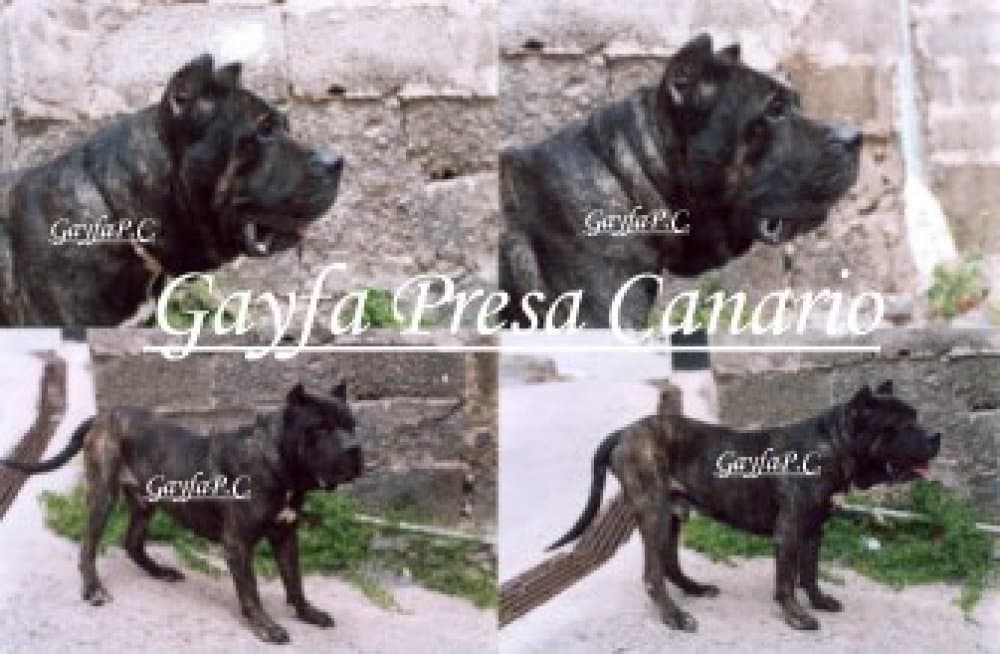 CANARIO DE GAYFA 1
