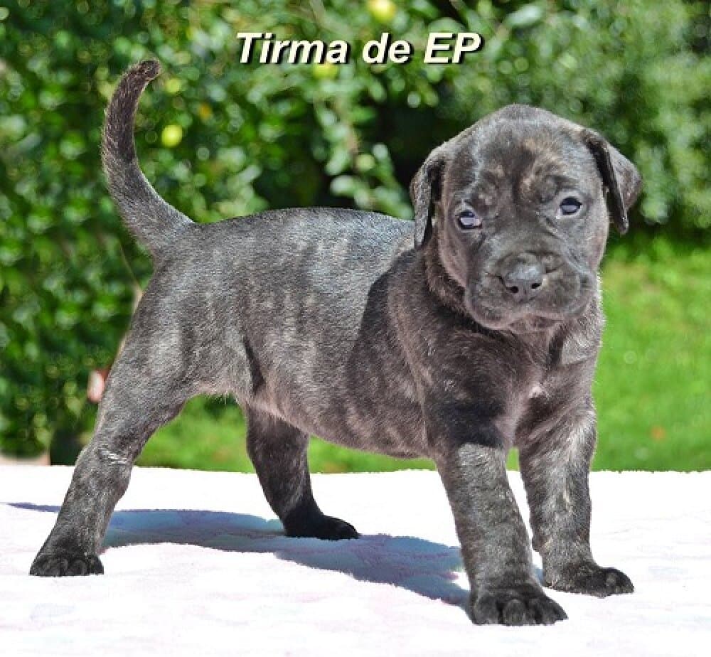 TIRMA DE ETERNA PRIMAVERA 1