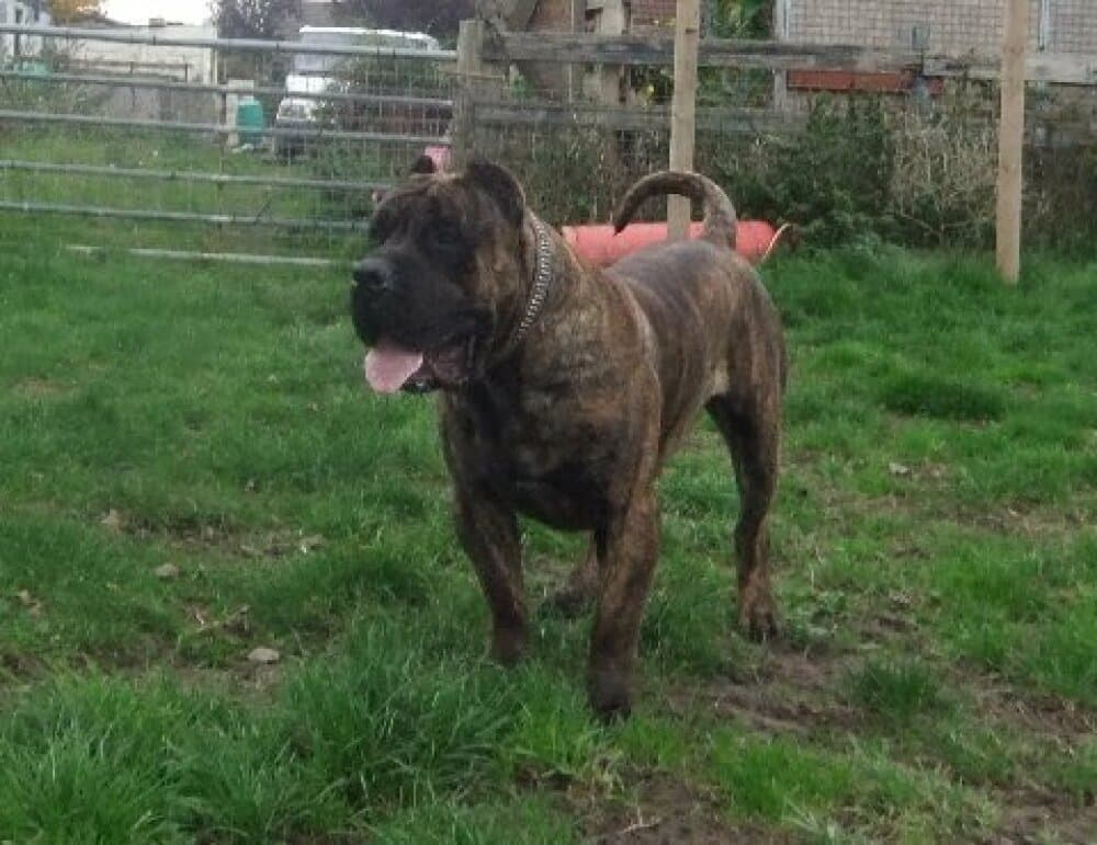 AMERICAN BRED DIEGO 1