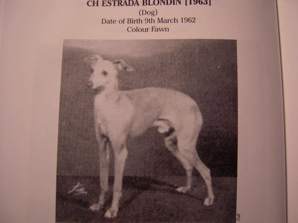 Estrada Blondin 1
