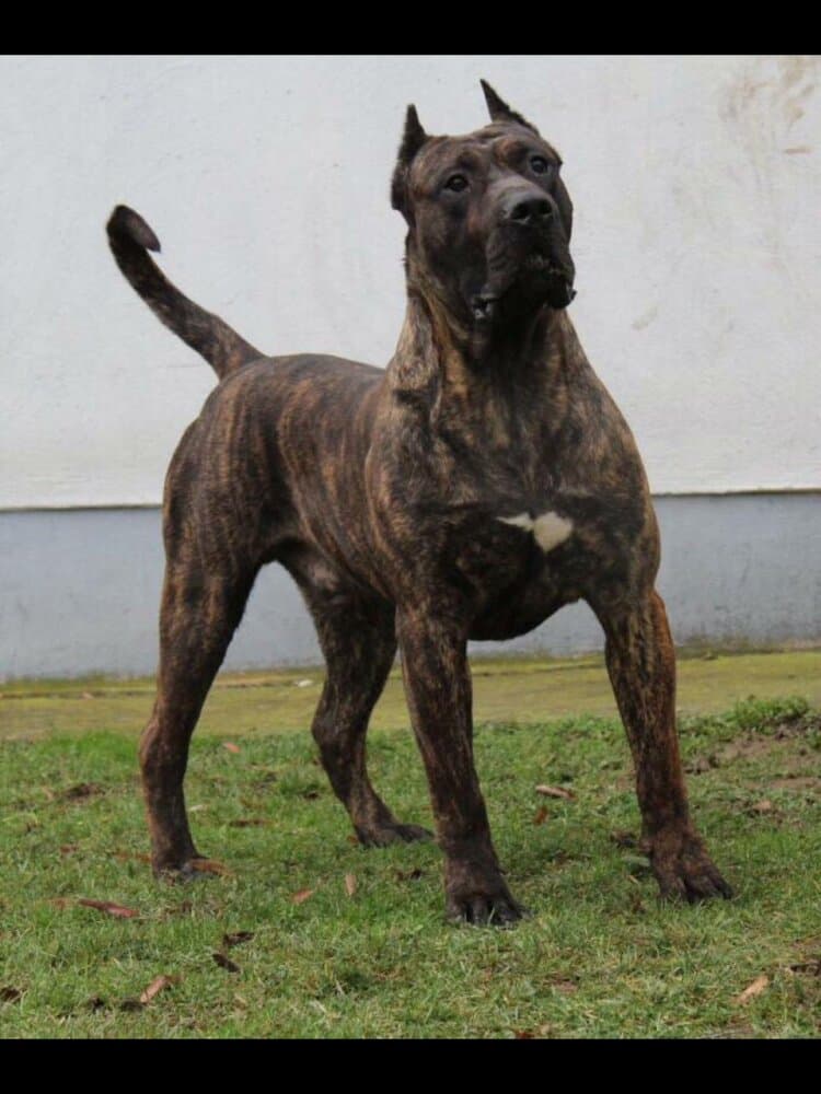 BAXTER SICILIA KENNEL 1