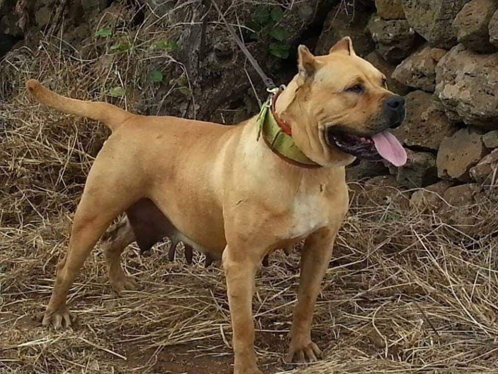 NALA DE REGANADOS 1