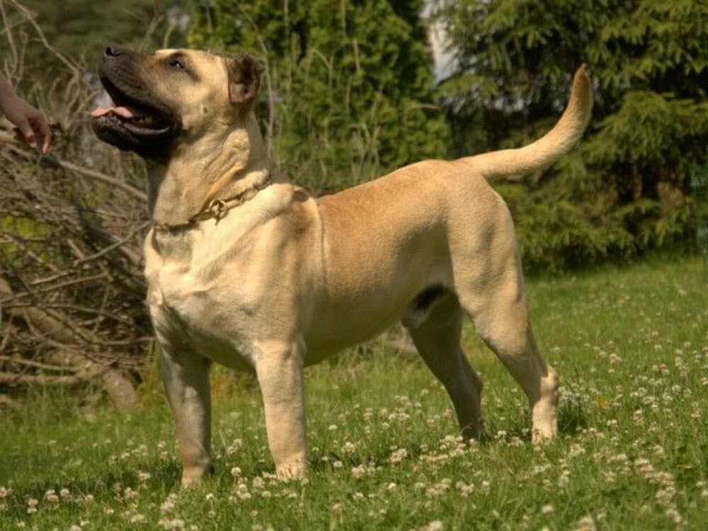 ERSOS BALUARTE DE LOS PERROS 1