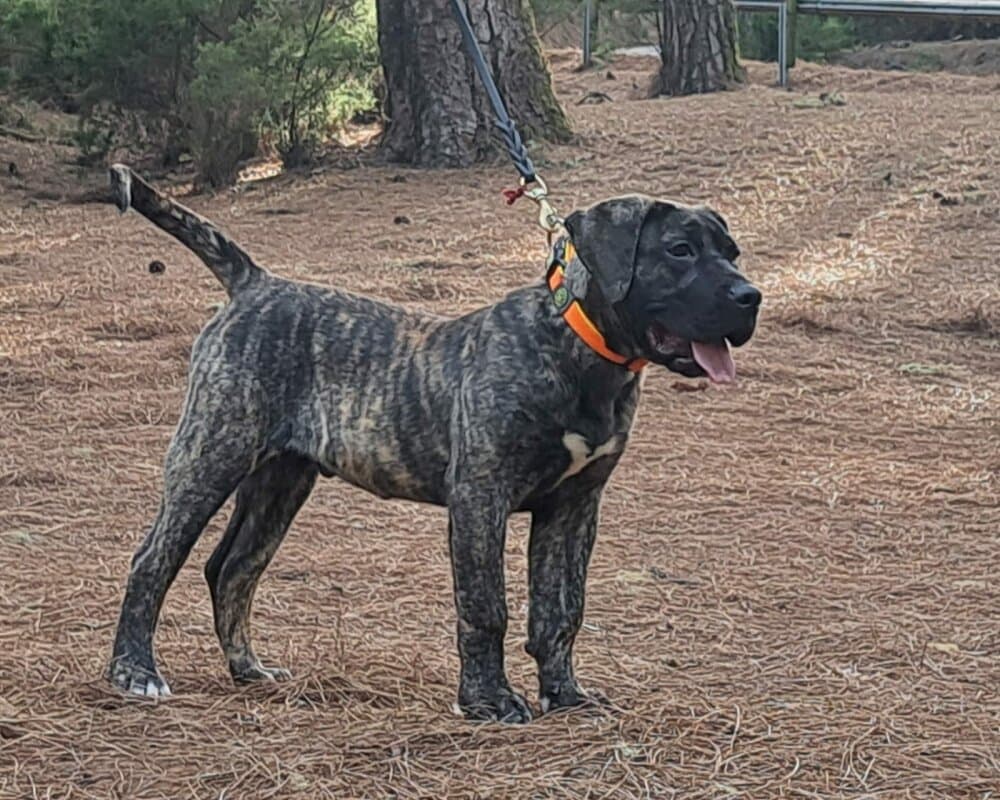 CROM CANARIKENNEL 1