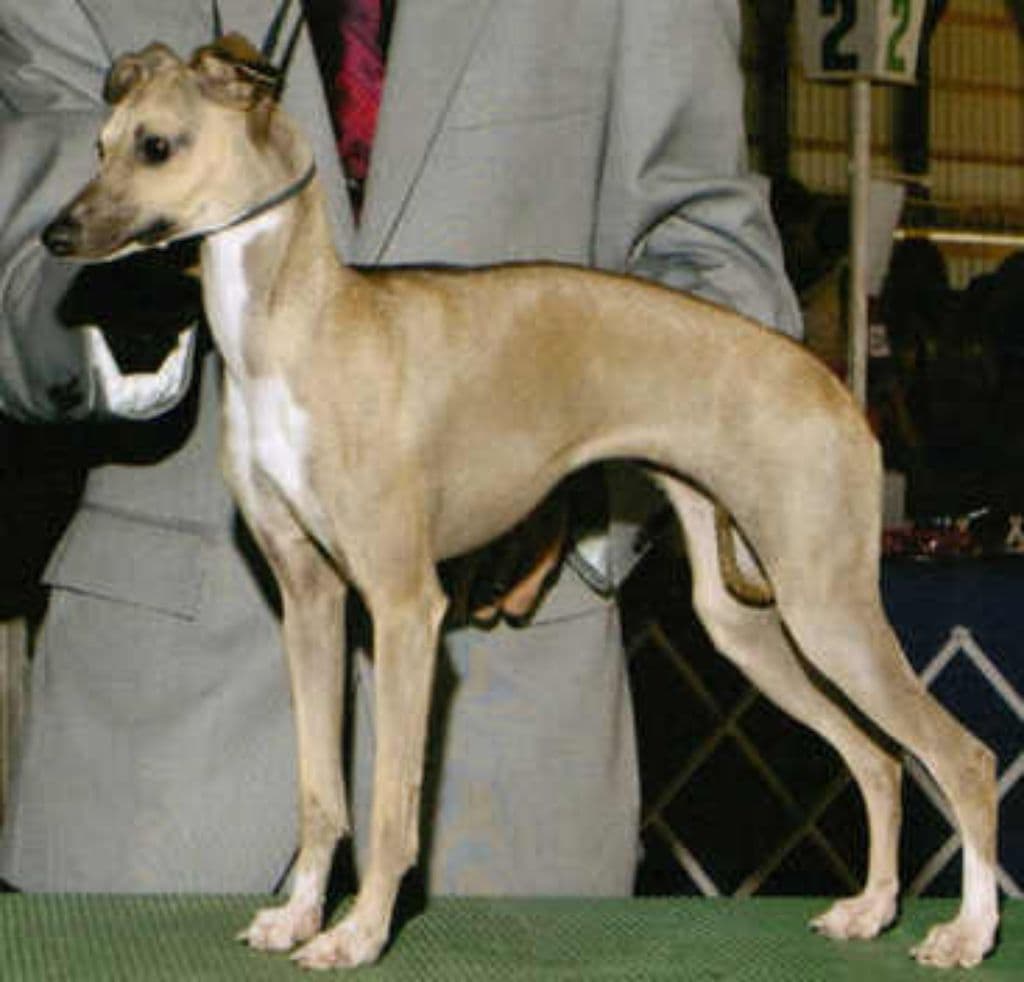 Donato Stella Luna 1
