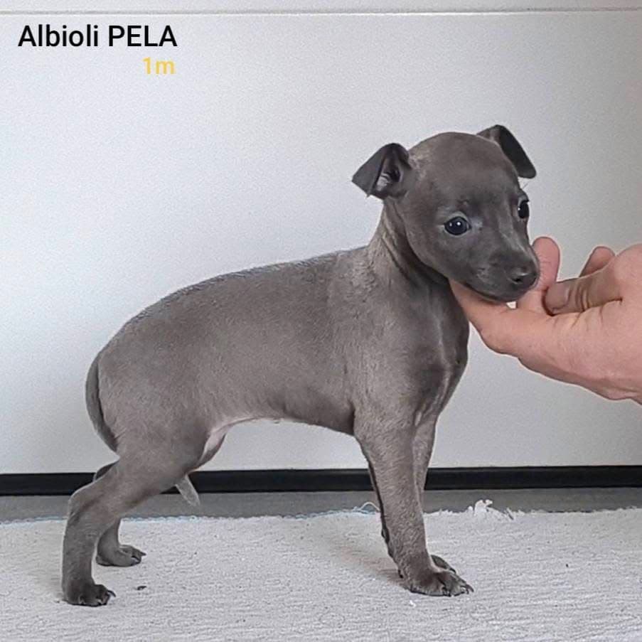 Albioli Pela 1