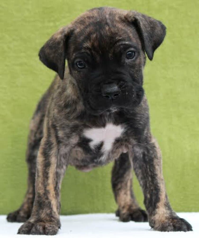 CANARIO DE PEYRE KENNELS 1