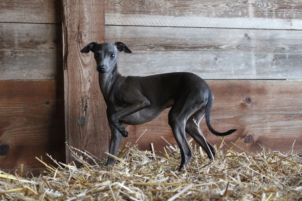 Petite Maggie Du Domaine De Chanteloup 1