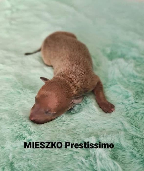 Mieszko Prestissimo 1