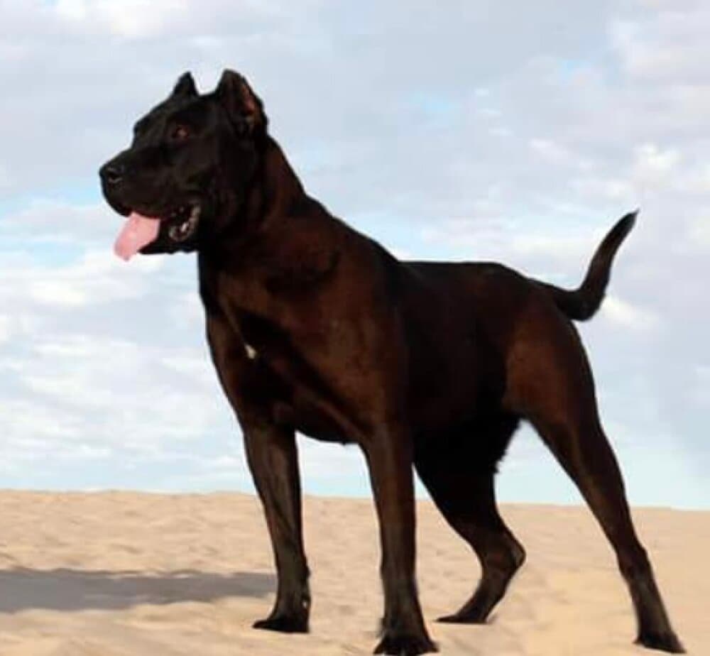 MAMBA NEGRA DE LOS MENCEYES 1
