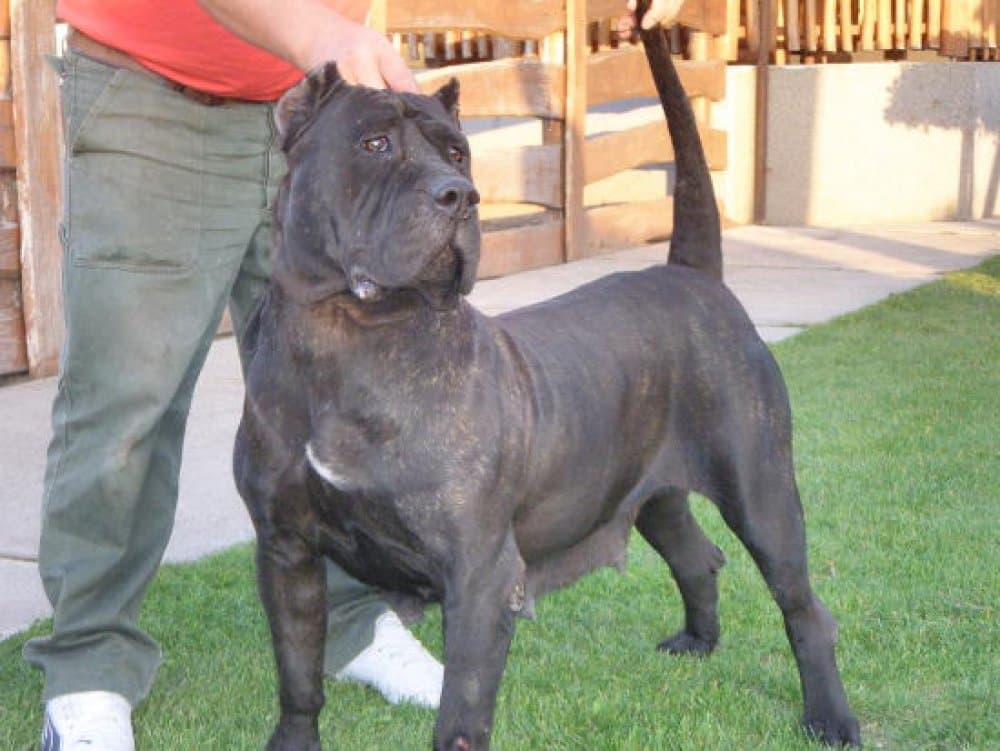 BOSS BULL CANARIO ADA 1