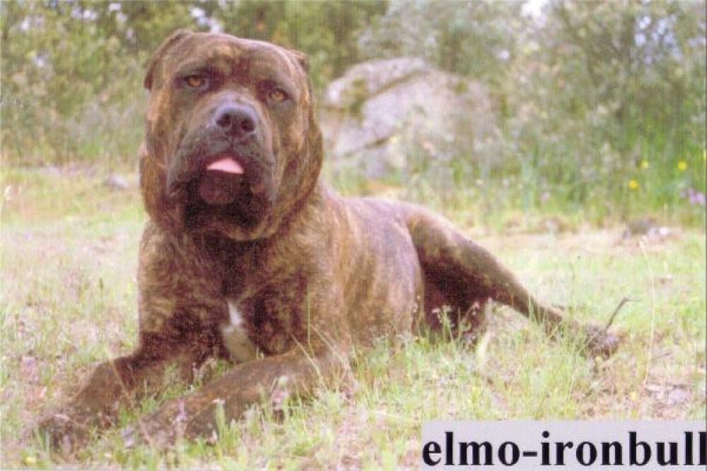 ELMO DE ATLAS ASIO 1