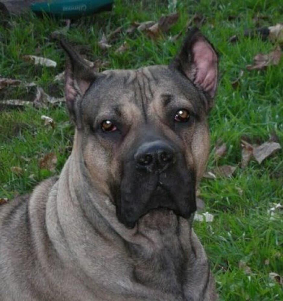 NALA DE CABEZA GRANDE 1