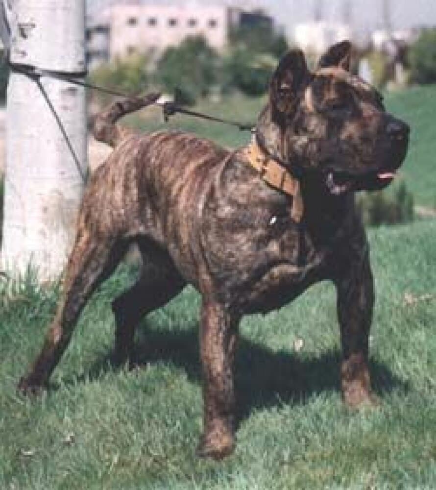 CORCU DE BARNACAN BULL 1